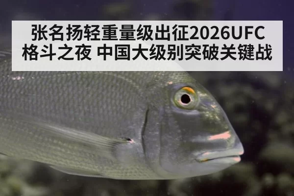张名扬轻重量级出征2026UFC格斗之夜 中国大级别突破关键战